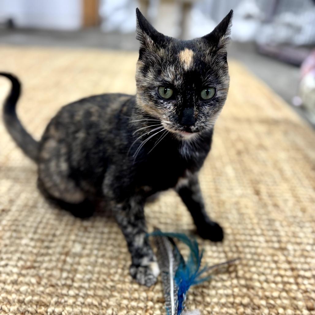 Enlarge Master Oogway, a Adoptable Domestic Short Hair in Long Beach, CA image 3/3