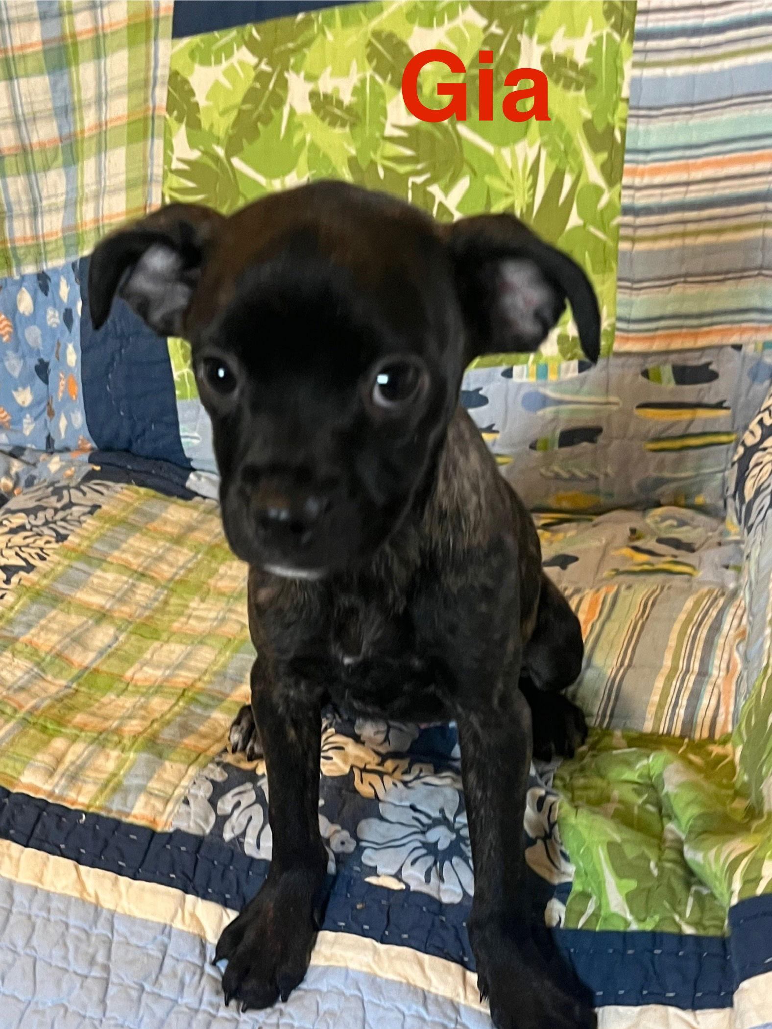 Gia, Adopted, Puppy Female Boston Terrier.