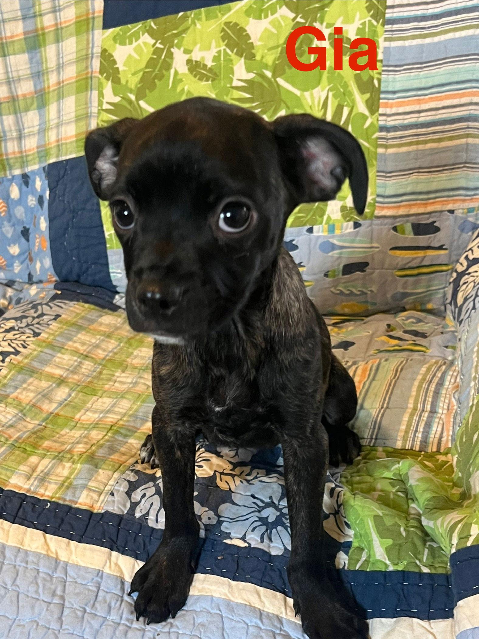 Enlarge Gia, a Adopted Boston Terrier in Pipe Creek, TX image 2/3