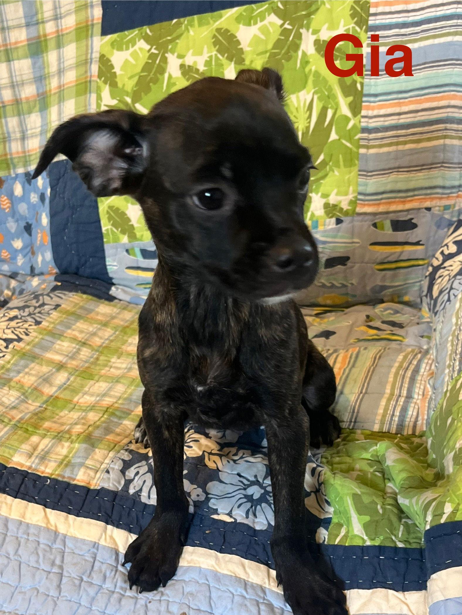 Enlarge Gia, a Adopted Boston Terrier in Pipe Creek, TX image 3/3