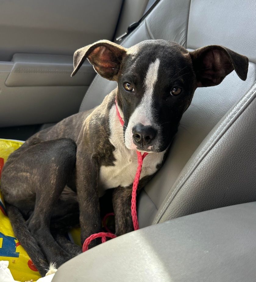 Taz, Adopted, Puppy Male Boxer.