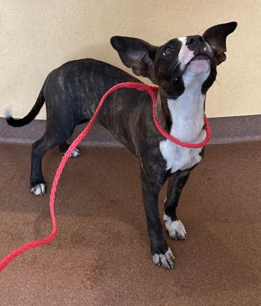 Enlarge Taz, a Adopted mixed breed in Branchville, SC image 2/3