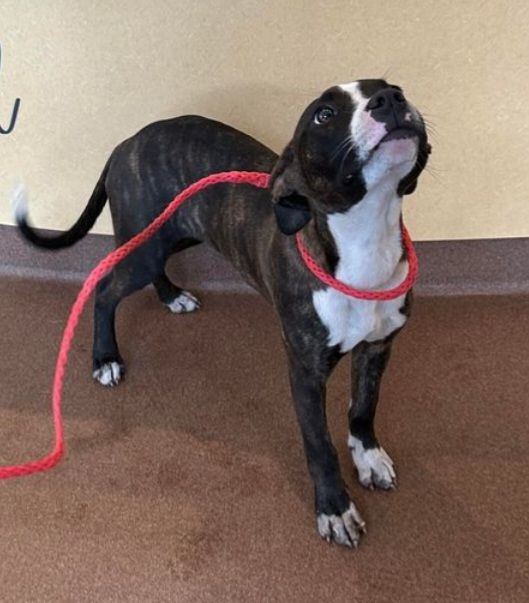 Enlarge Taz, a Adopted mixed breed in Branchville, SC image 3/3