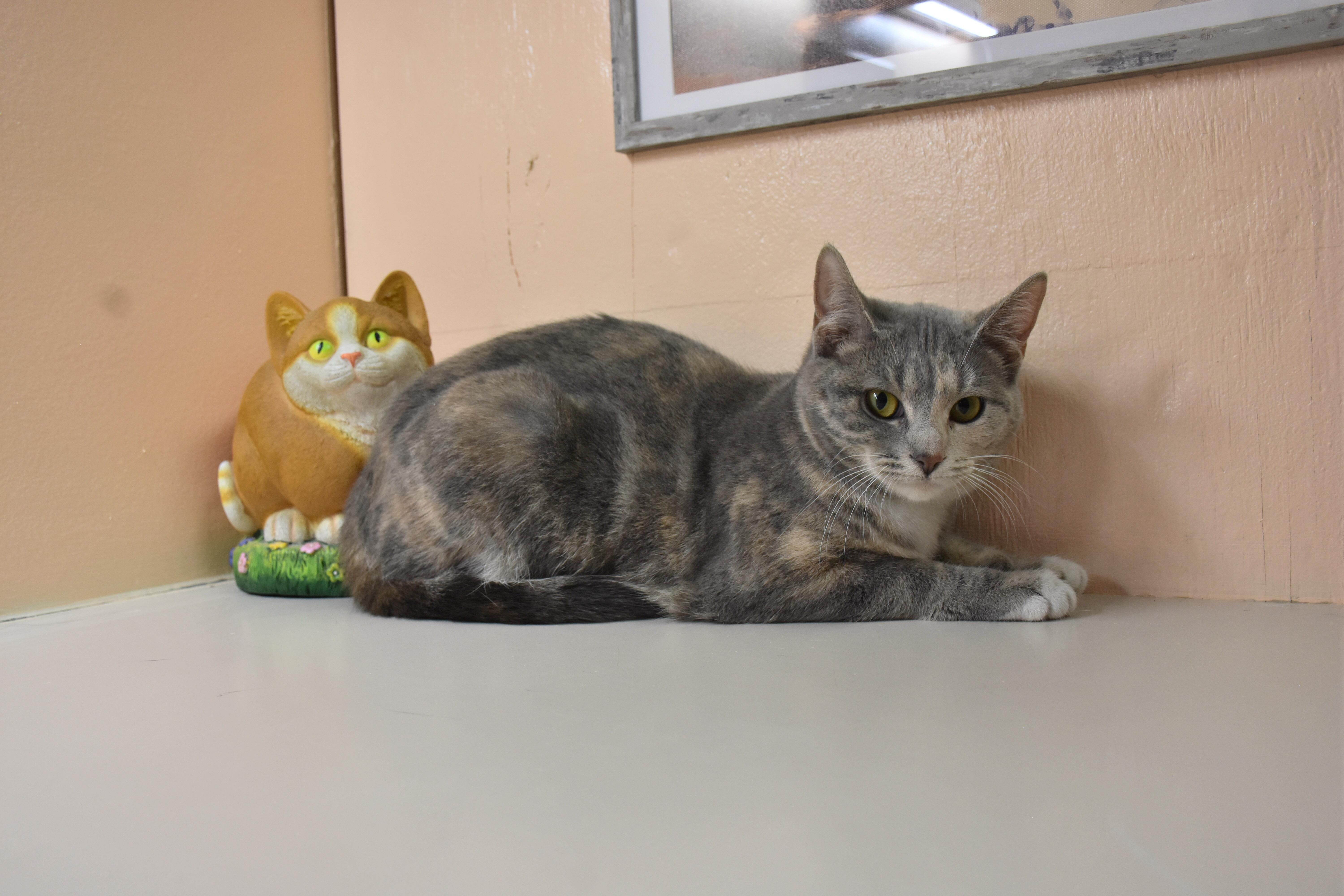 Sapphire, adopted, Young Female Domestic Short Hair.