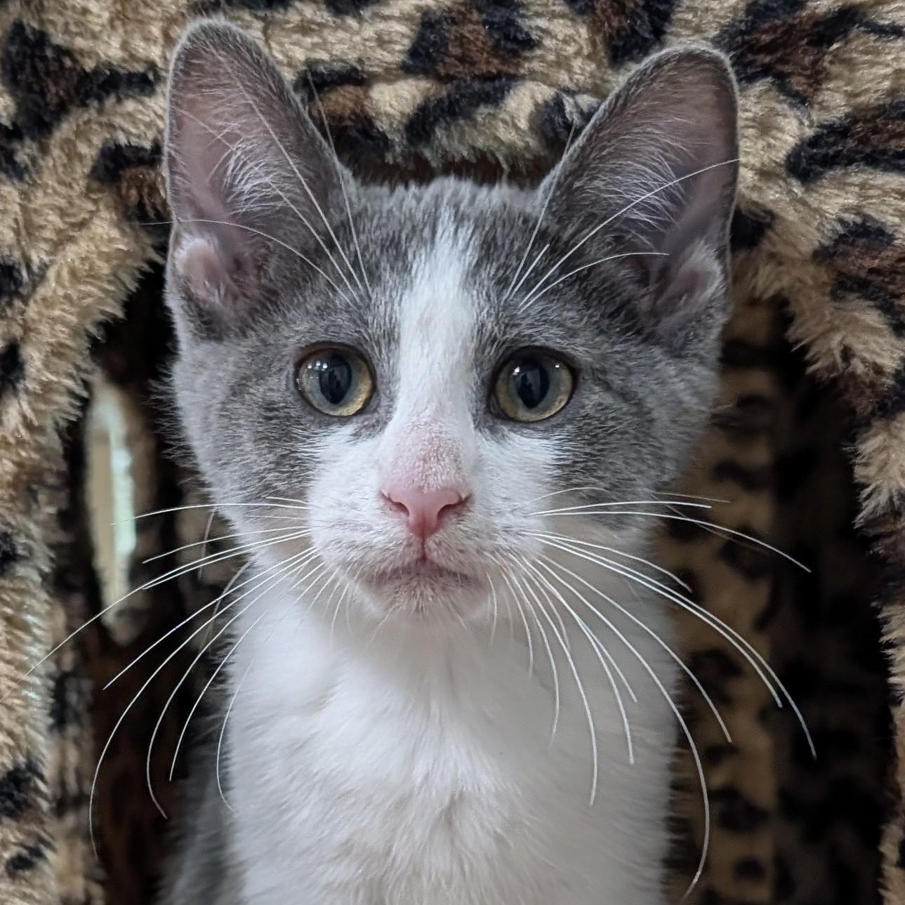 Ike, adopted, Young Male Domestic Short Hair.