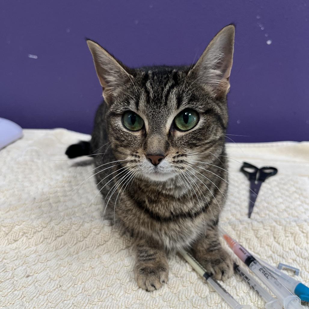 Enlarge Emma, a Adoptable Domestic Short Hair in Englewood, FL image 1/1