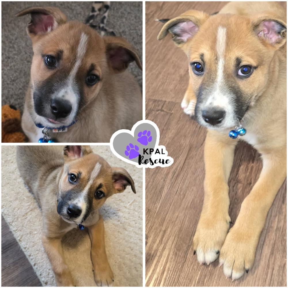 Enlarge Romeo, a Adoptable mixed breed in Kenai, AK image 1/2