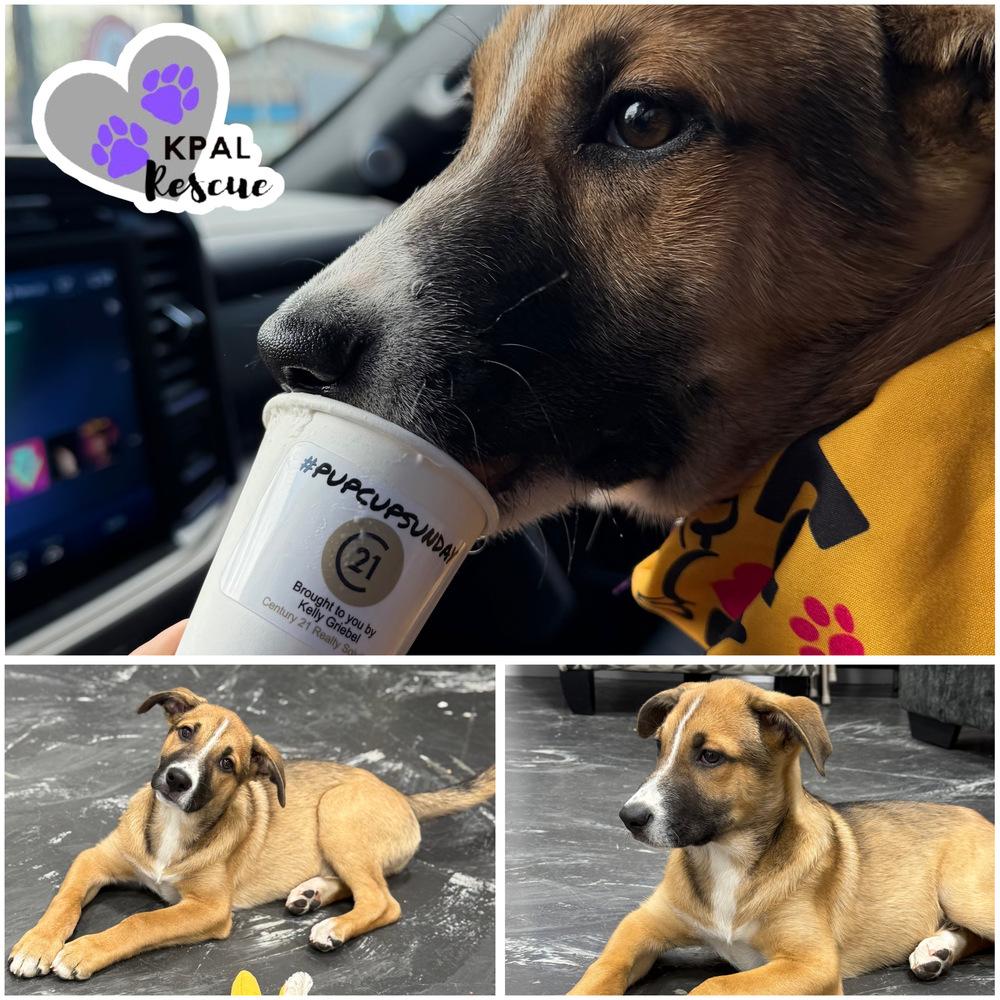 Enlarge Romeo, a Adoptable mixed breed in Kenai, AK image 2/3