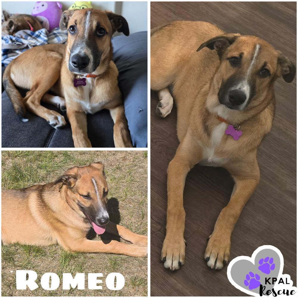 Enlarge Romeo, a Adoptable mixed breed in Kenai, AK image 3/6