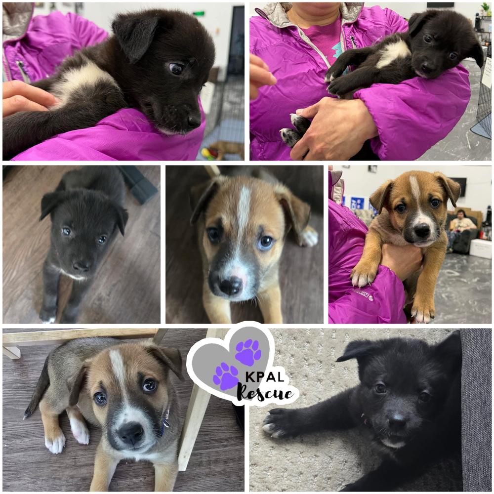 Enlarge Romeo, a Adoptable mixed breed in Kenai, AK image 2/2