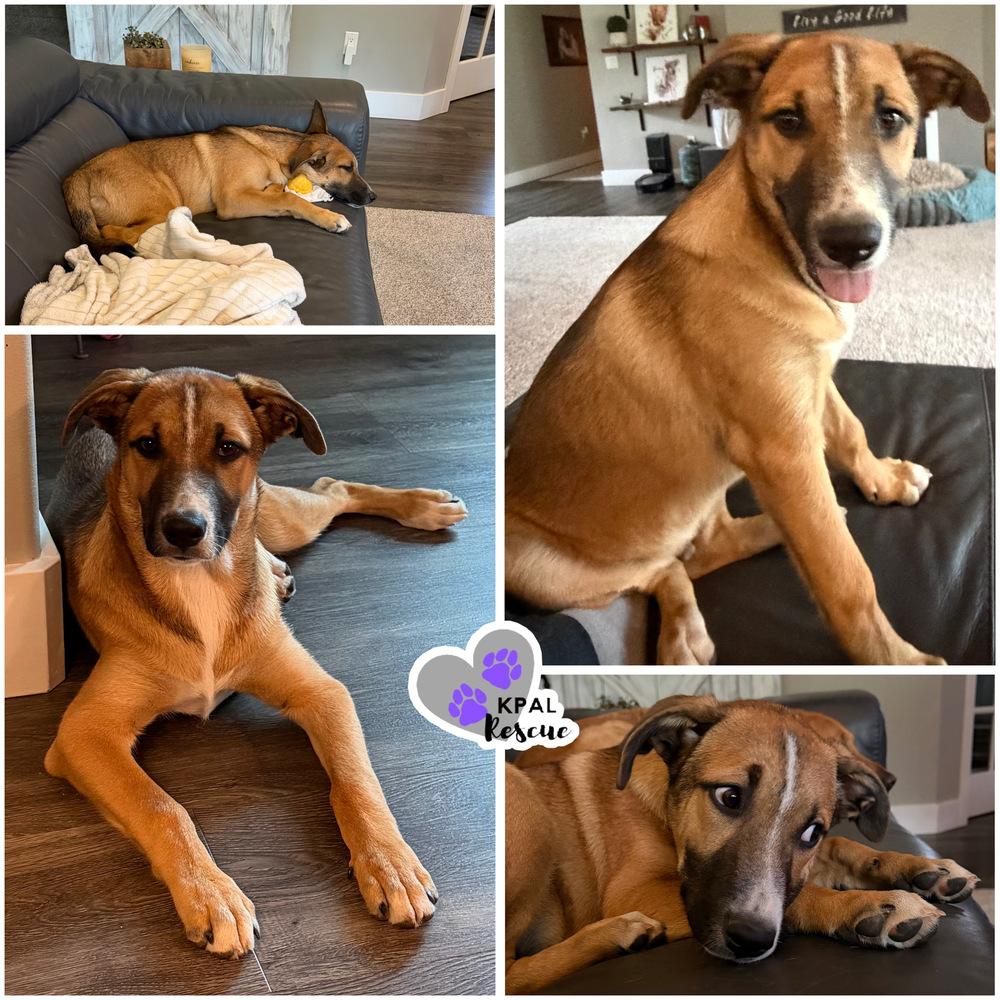 Romeo, a Adoptable mixed breed in Kenai, AK image 4/4