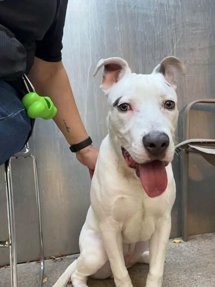 Enlarge Mello, a ADOPTABLE Pit Bull Terrier in Chicago, IL image 2/5