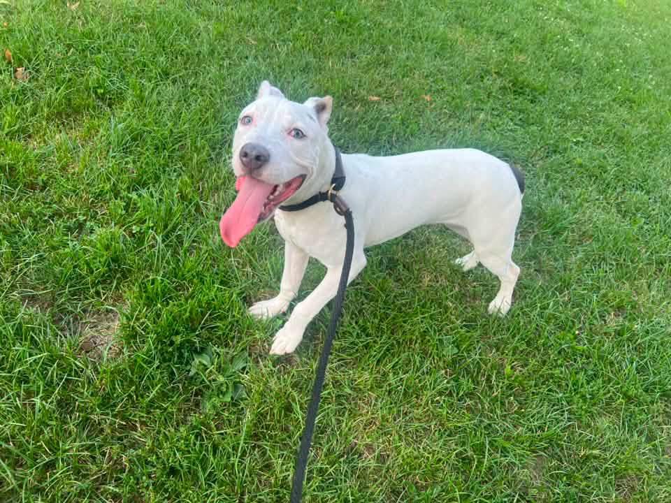 Enlarge Mello, a ADOPTABLE Pit Bull Terrier in Chicago, IL image 4/5