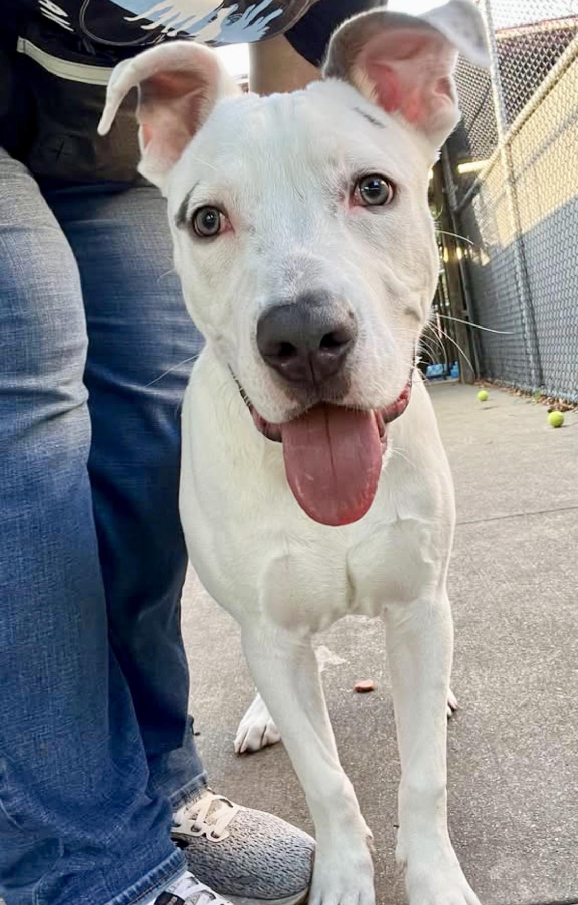 Enlarge Mello, a ADOPTABLE Pit Bull Terrier in Chicago, IL image 3/5
