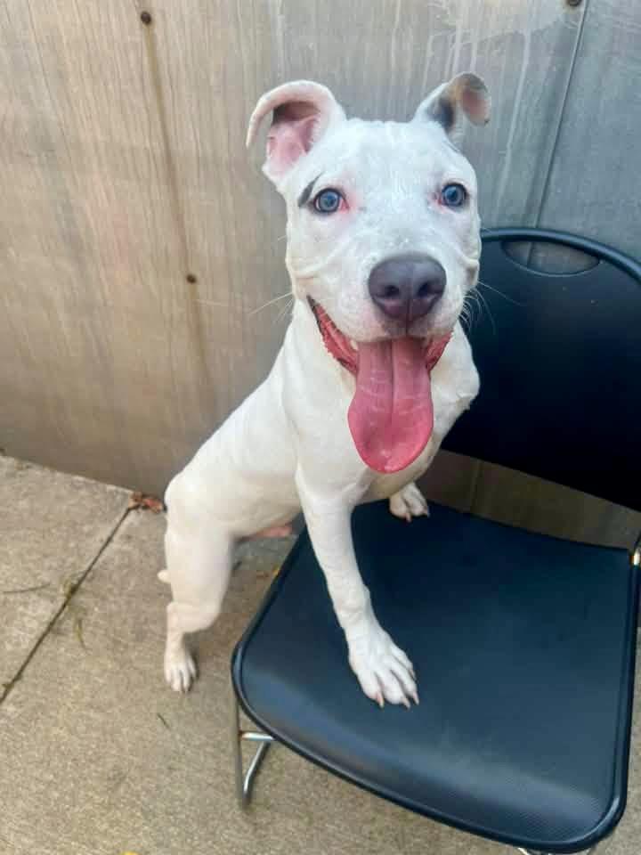 Mello, ADOPTABLE, Young Male Pit Bull Terrier.