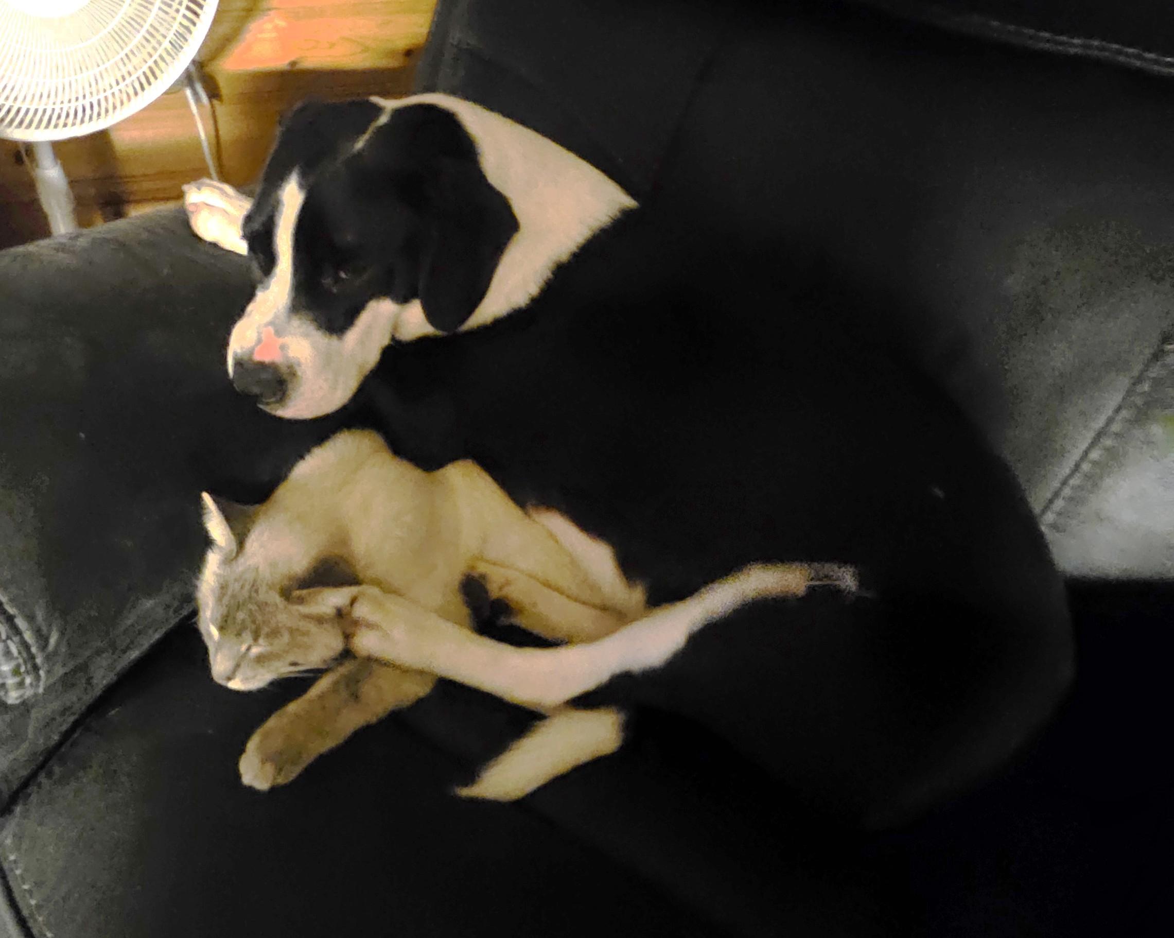 Enlarge Petey (Courtesy Listing), a ADOPTABLE mixed breed in Sylva, NC image 3/4