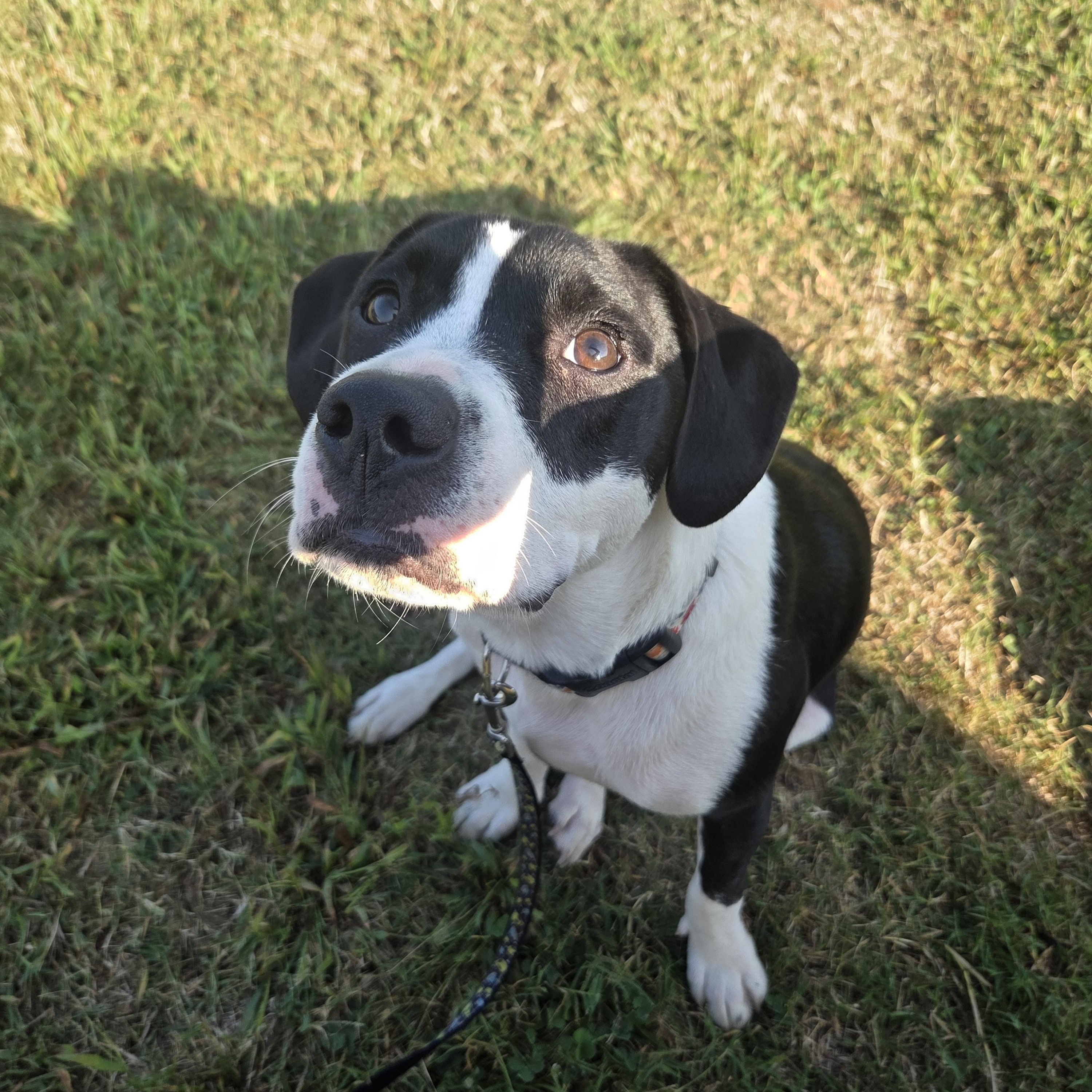 Petey (Courtesy Listing), ADOPTABLE, Adult Male Pit Bull Terrier.