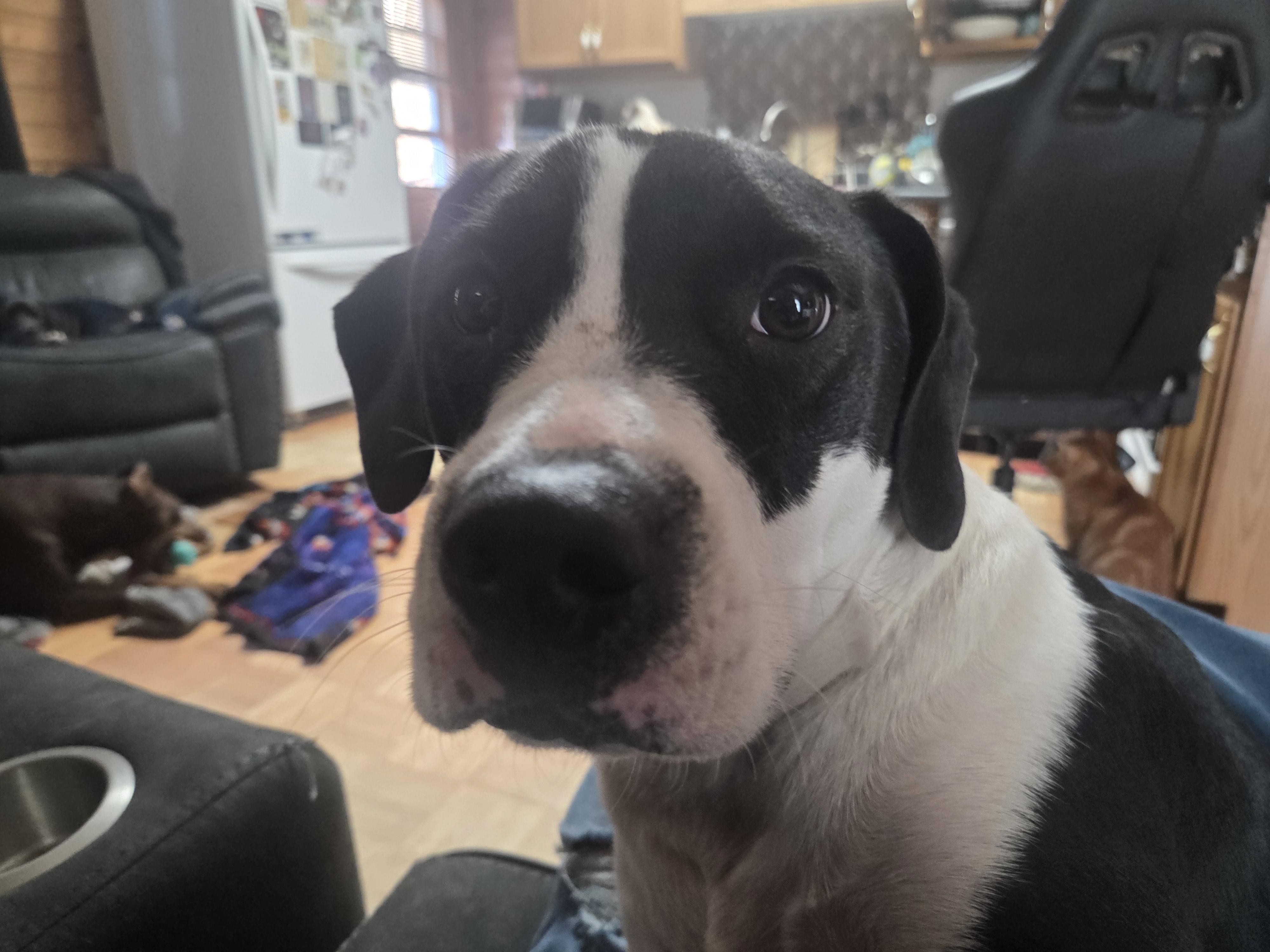 Enlarge Petey (Courtesy Listing), a ADOPTABLE mixed breed in Sylva, NC image 4/4