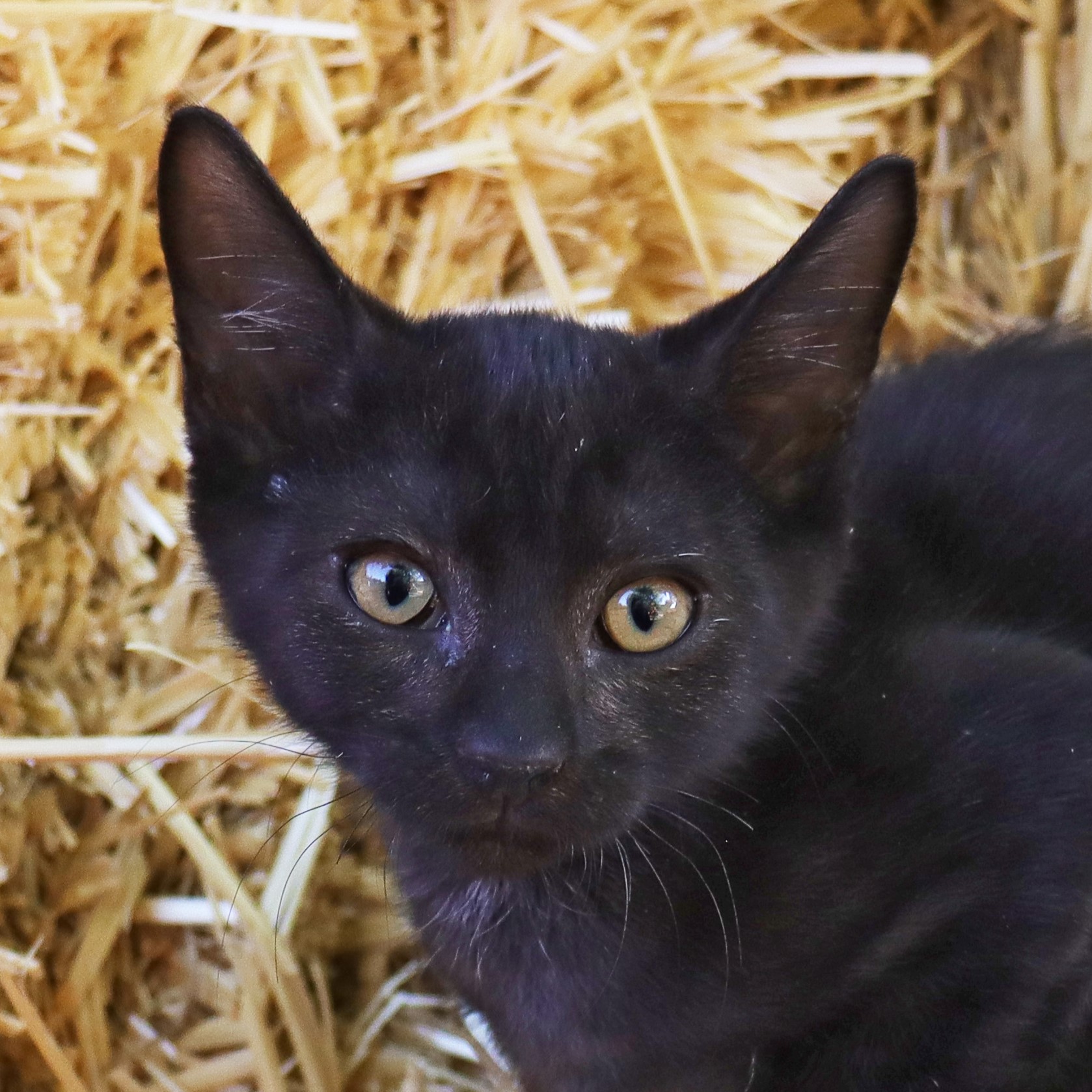 Cat for adoption Lilith, a Domestic Short Hair in Clovis, CA Petfinder