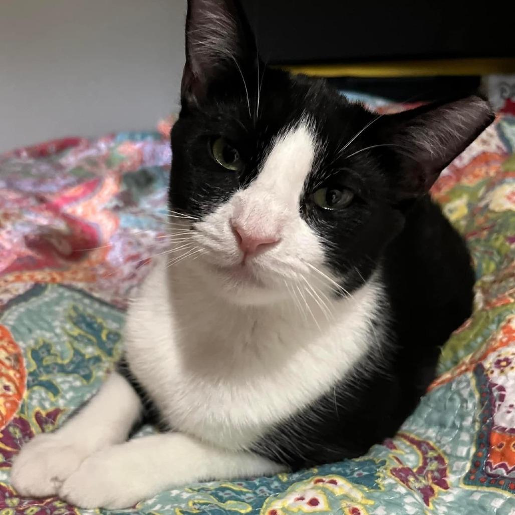 Enlarge Meeko, a Adoptable Domestic Short Hair in Tulsa, OK image 1/6
