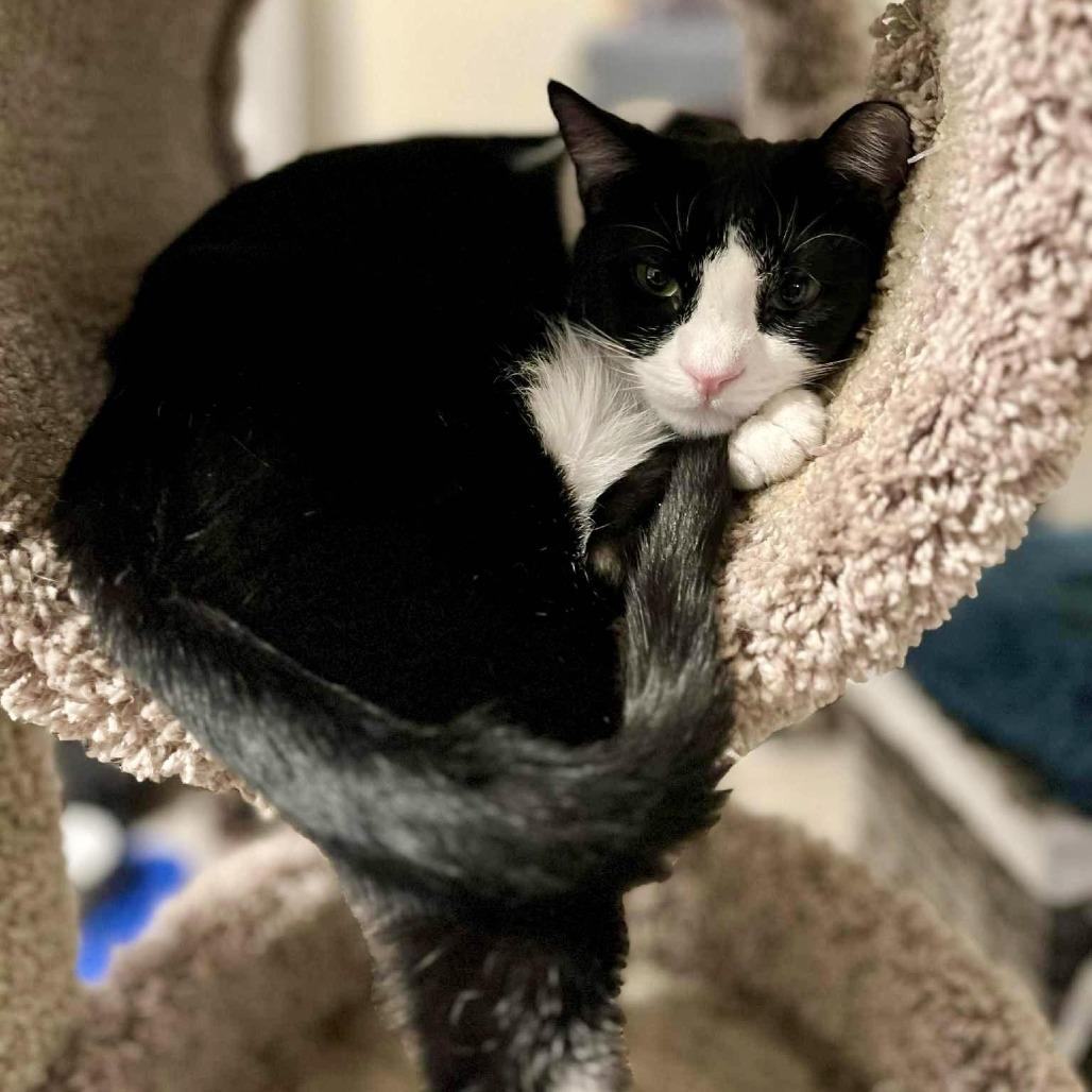 Enlarge Meeko, a Adoptable Domestic Short Hair in Tulsa, OK image 2/6
