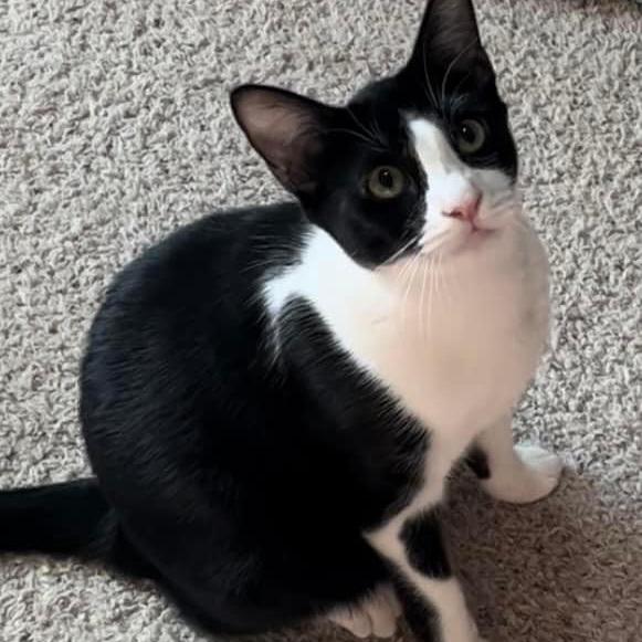 Enlarge Meeko, a Adoptable Domestic Short Hair in Tulsa, OK image 3/6