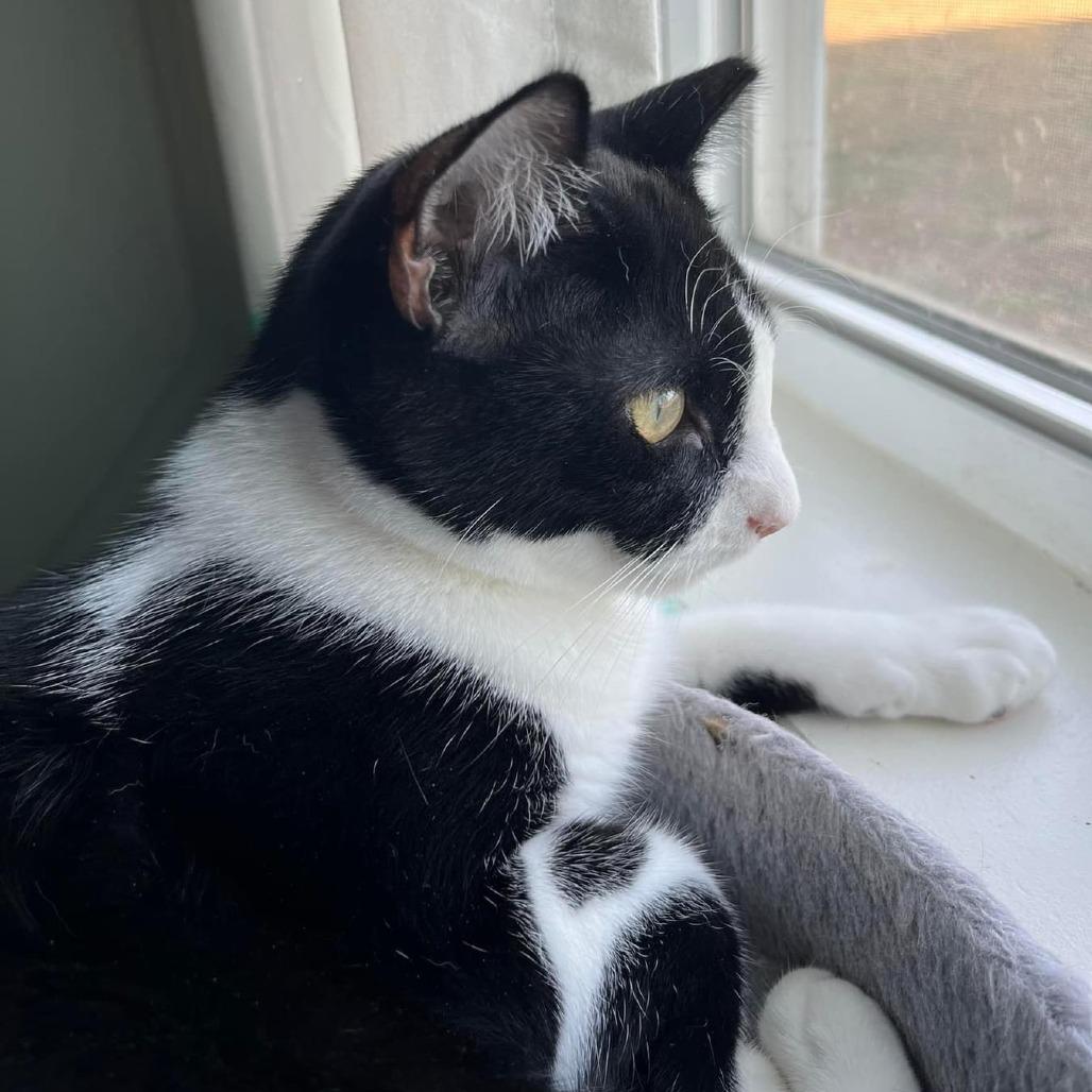 Enlarge Meeko, a Adoptable Domestic Short Hair in Tulsa, OK image 4/6