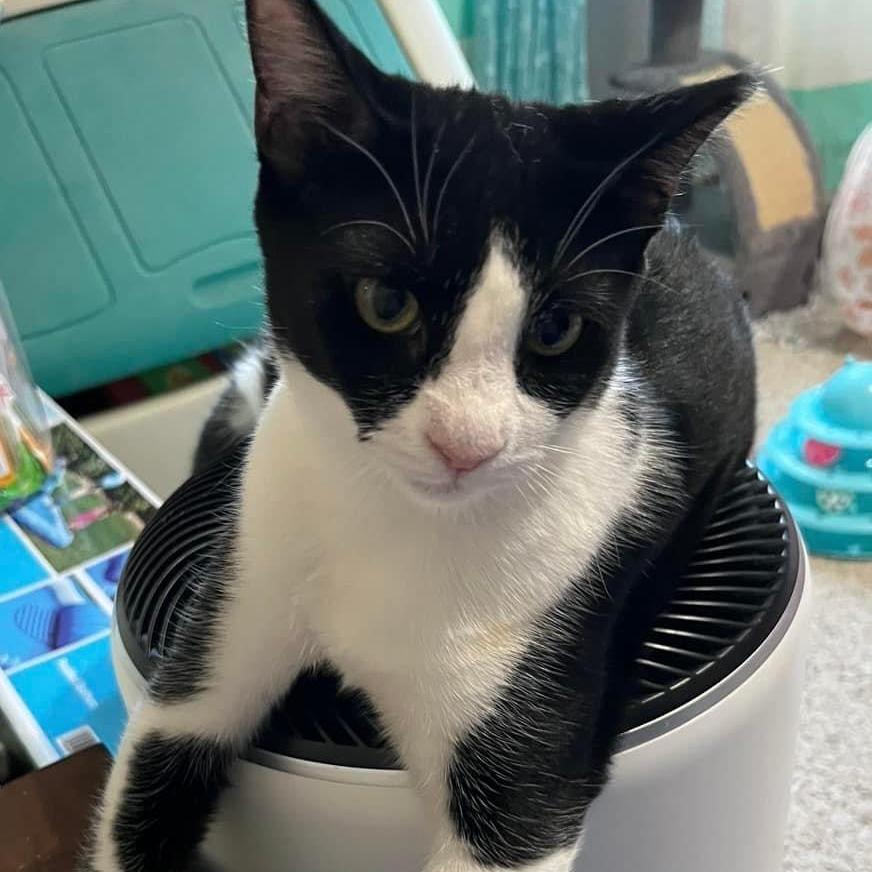 Enlarge Meeko, a Adoptable Domestic Short Hair in Tulsa, OK image 5/6