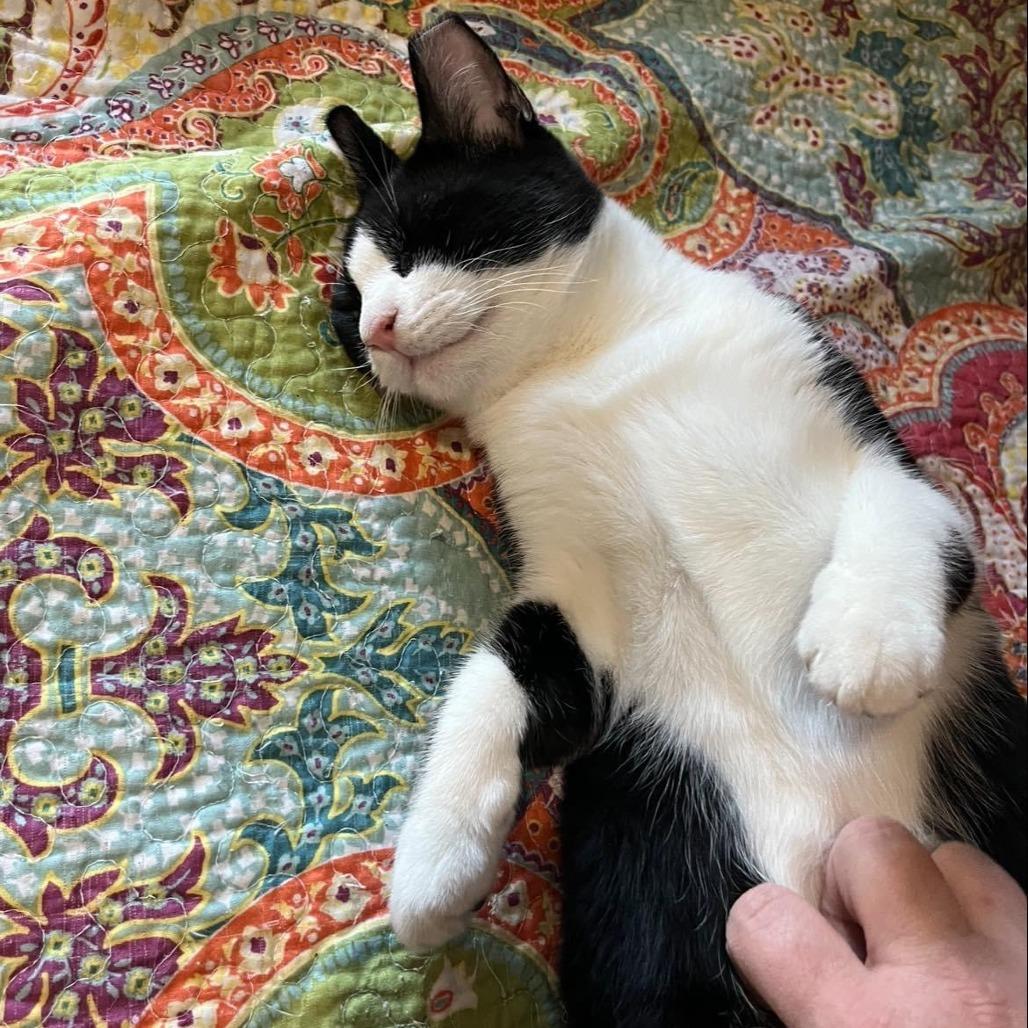 Enlarge Meeko, a Adoptable Domestic Short Hair in Tulsa, OK image 6/6