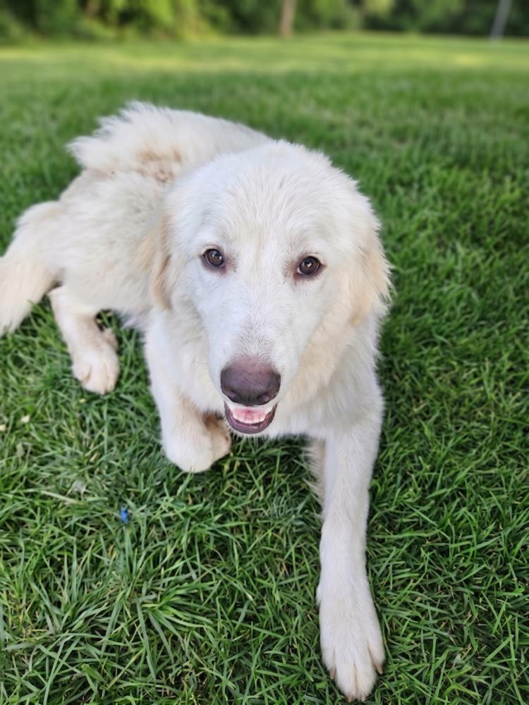 Opal, Adoptable, Adult Female Great Pyrenees & Retriever.