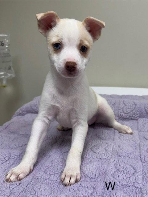 Willow, Adoptable, Puppy Female Pomeranian & Husky.