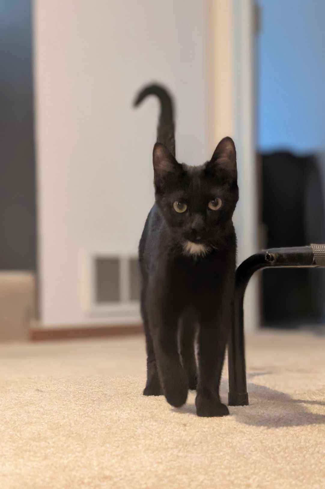 Cat for adoption Olive, a Domestic Short Hair Mix in Sioux Falls, SD