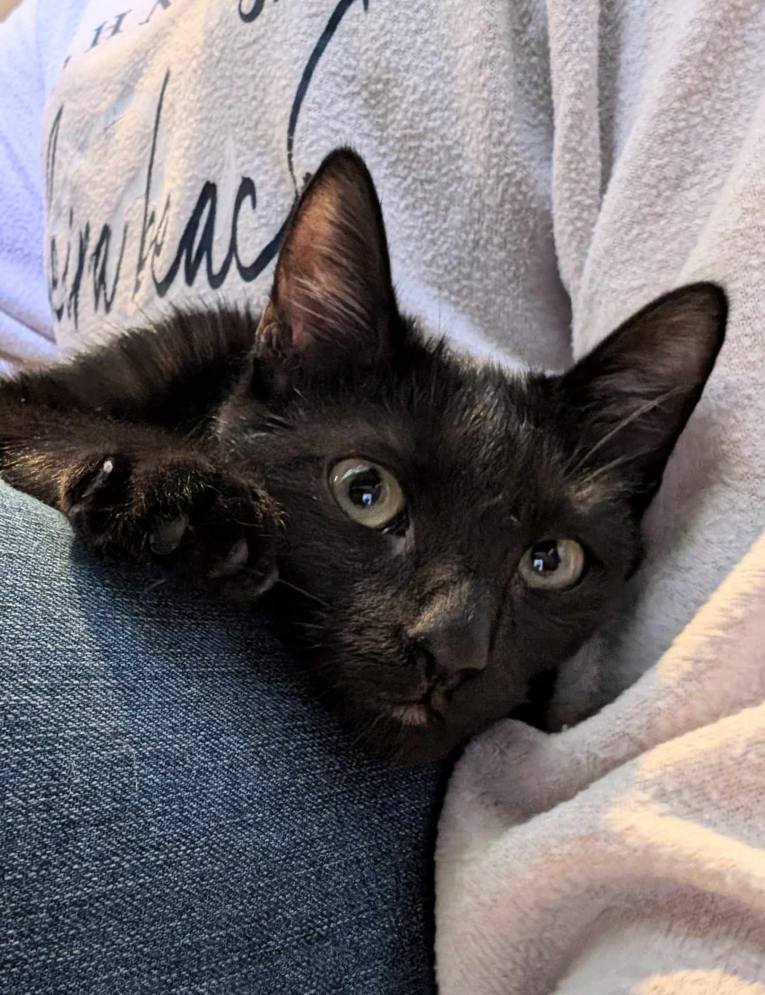 Cat for adoption Olive, a Domestic Short Hair Mix in Sioux Falls, SD