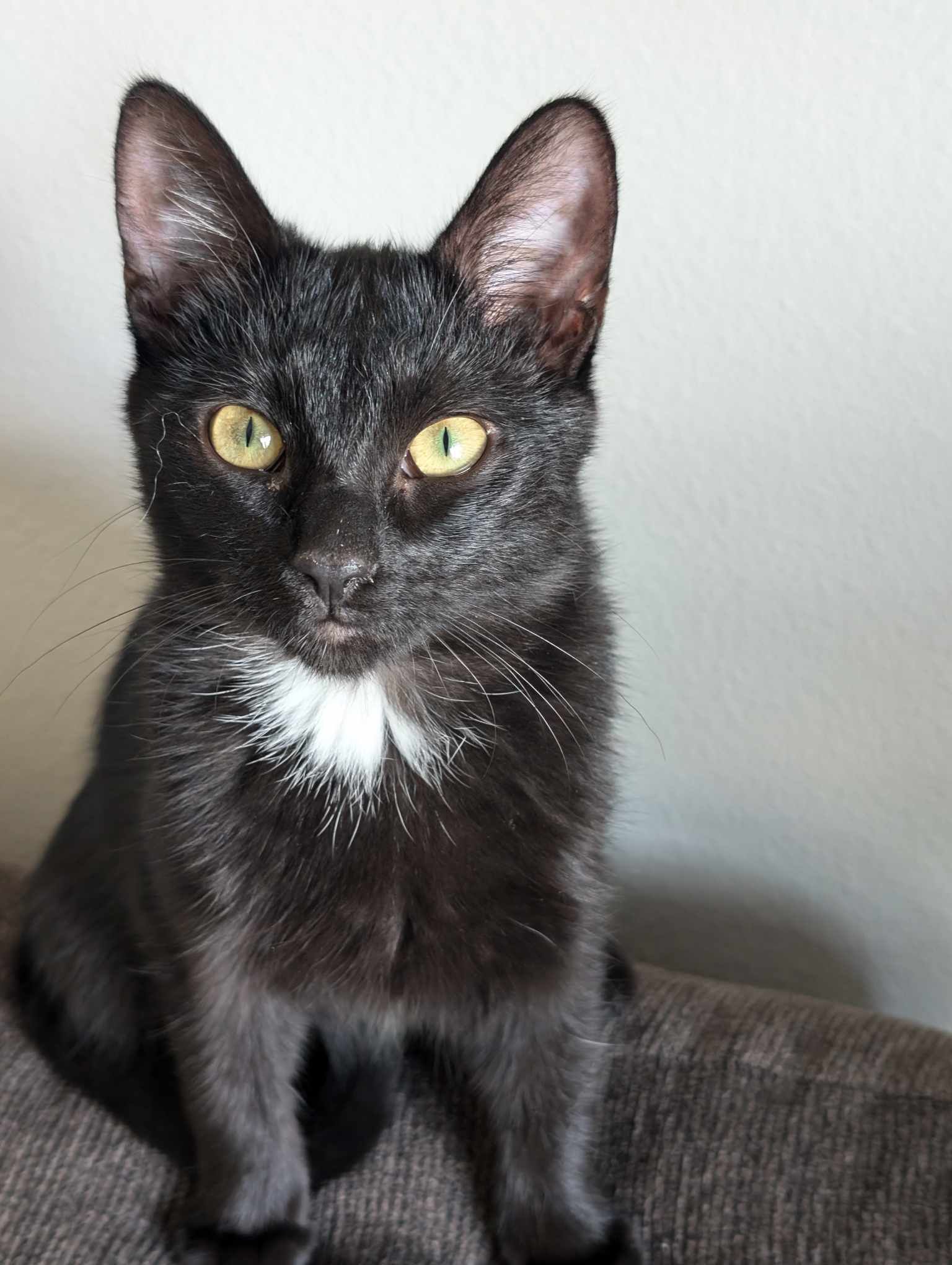 Cat for adoption Olive, a Domestic Short Hair Mix in Sioux Falls, SD