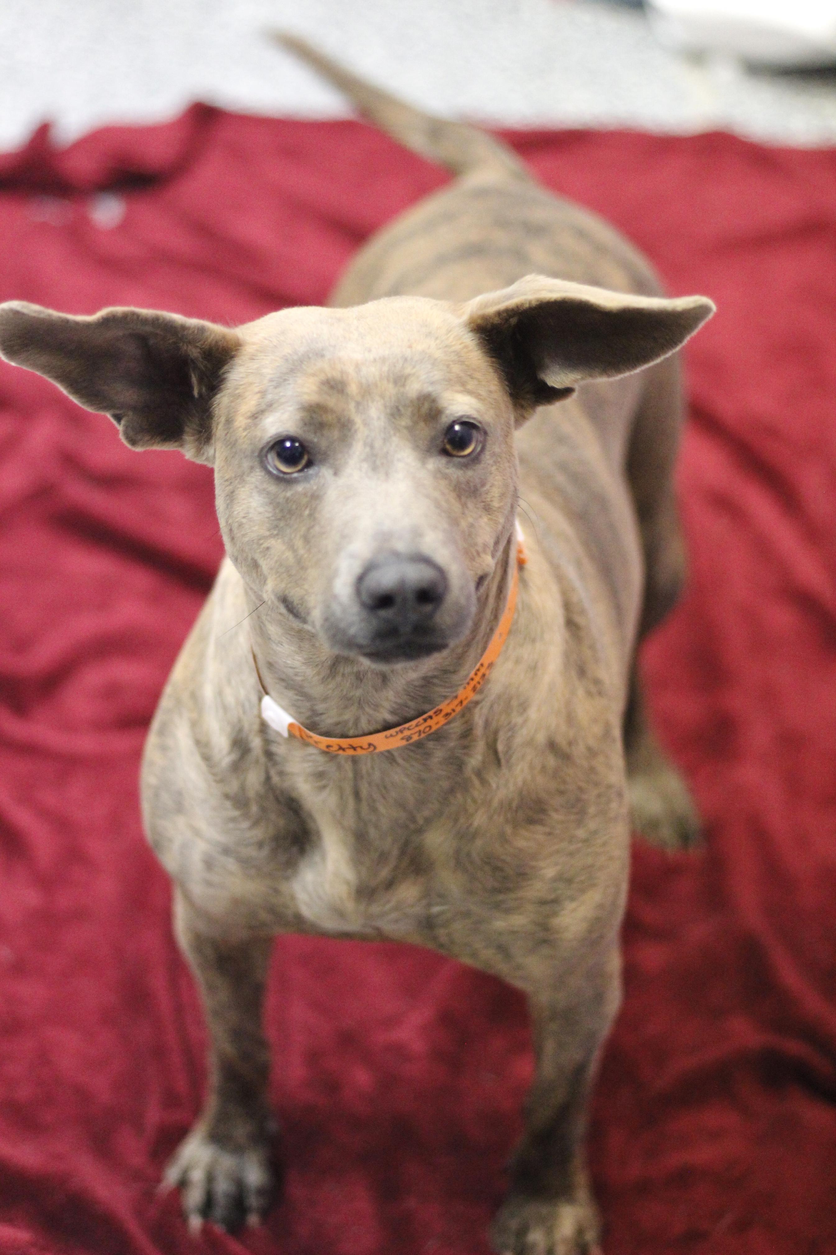 Rizzo in NH! Come Meet our Adoptable Dogs Wednesday-Saturday. More info in Bio!, adopted, Adult Female Cattle Dog.