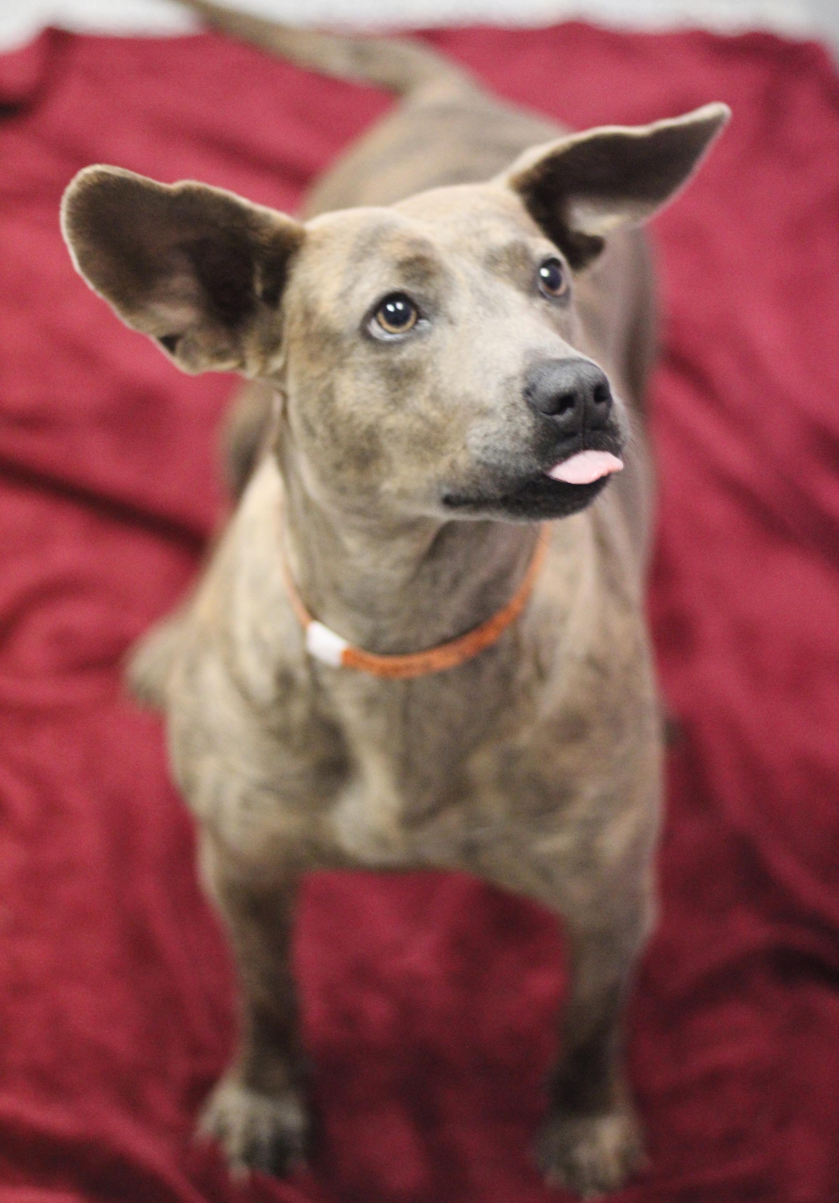 Enlarge Rizzo in NH! Come Meet our Adoptable Dogs Wednesday-Saturday. More info in Bio!, an adopted mixed breed in Manchester, NH image 2/2