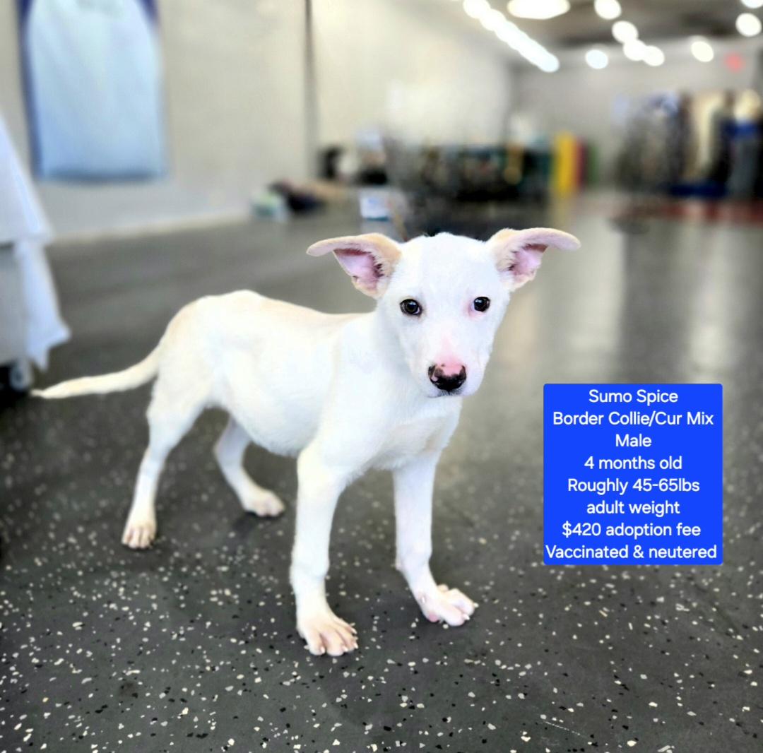 Enlarge Sumo Spice, a ADOPTABLE mixed breed in Oviedo, FL image 1/1