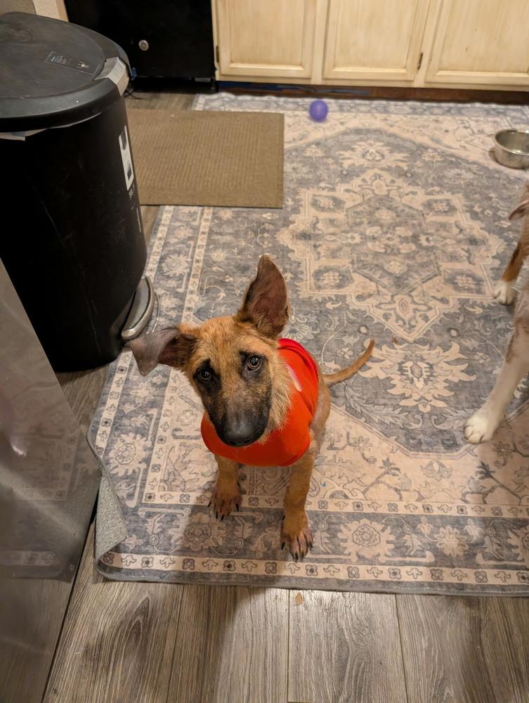 Mater, Adoptable, Young Male German Shepherd Dog.