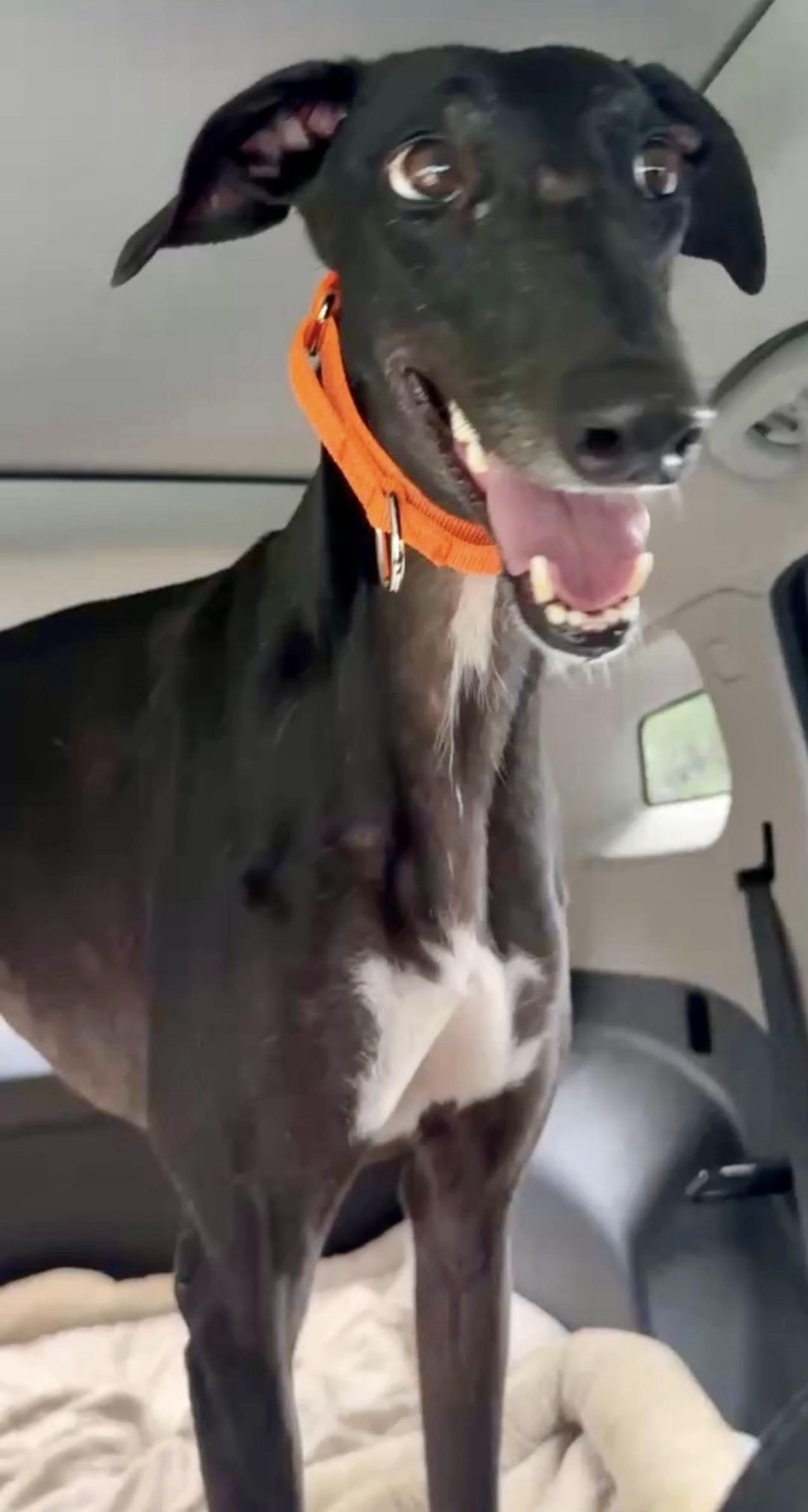 Enlarge Stardust, a Adoptable Greyhound in New Hope, PA image 1/3