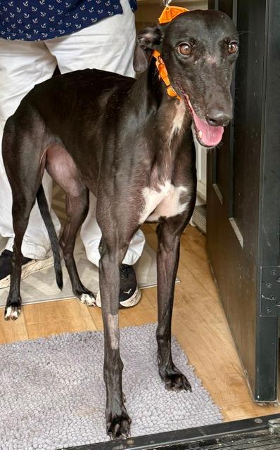 Stardust, Adoptable, Adult Female Greyhound.