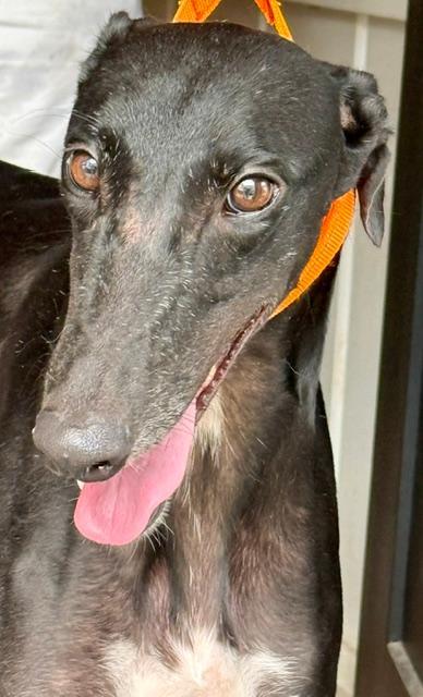 Enlarge Stardust, a Adoptable Greyhound in New Hope, PA image 3/3