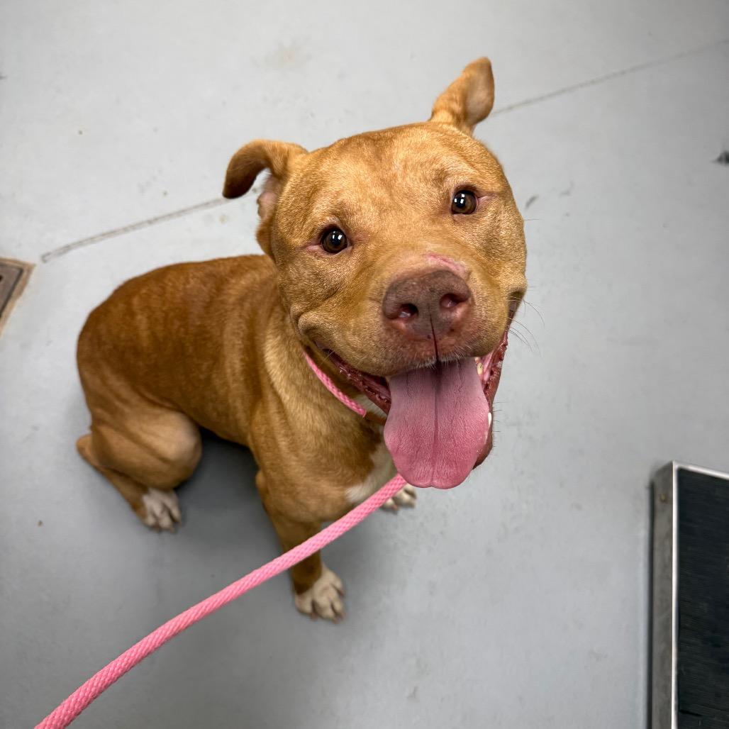09/26/2026-Stray-WilliamsRoad, Adoptable, Adult Male Mixed Breed.