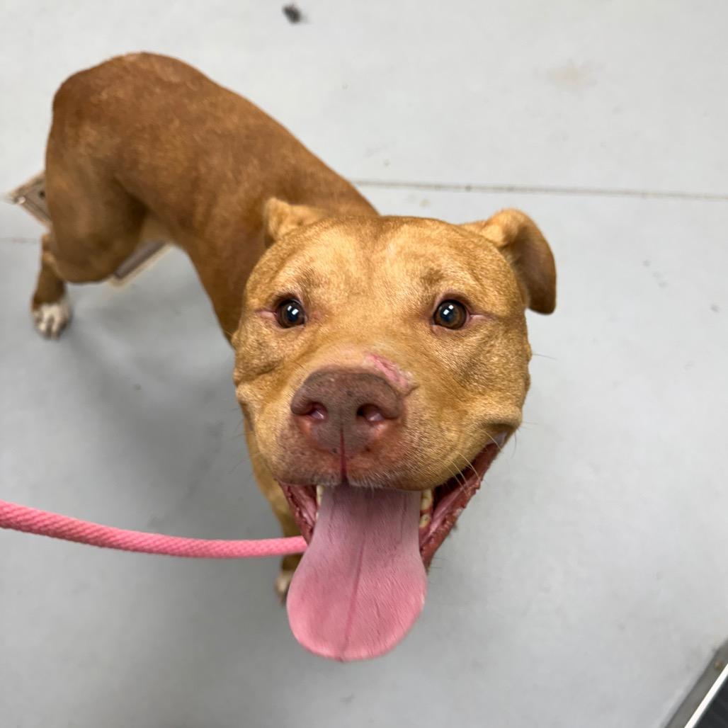 Enlarge 09/26/2026-Stray-WilliamsRoad, a Adoptable Mixed Breed in Columbus, GA image 3/3