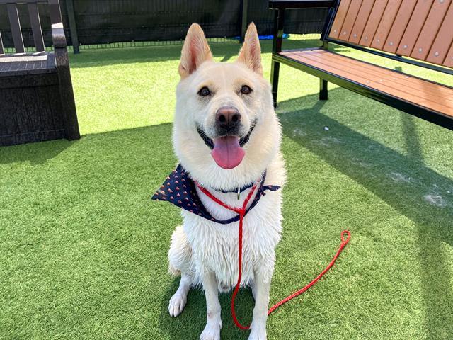 MICKEY, Adoptable, Adult Male Siberian Husky.