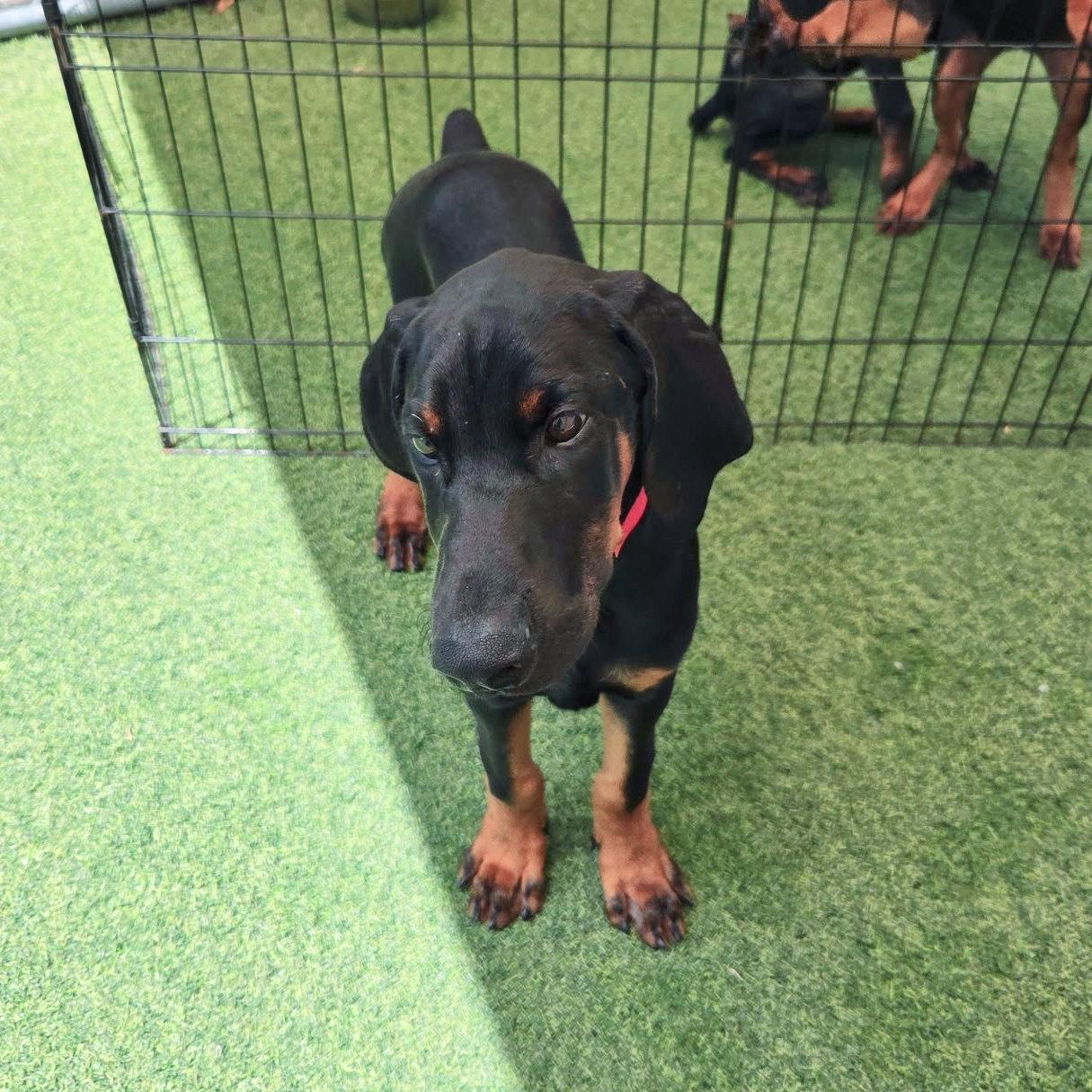 Archie 3597 (Lee pup Red), Adoptable, Young Male Doberman Pinscher.
