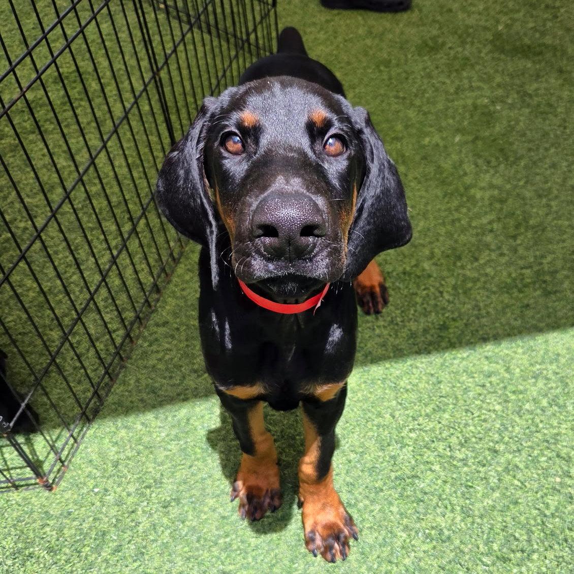 Archie 3597 (Lee pup Red), a Adoptable Doberman Pinscher in Oakland Park, FL image 2/2