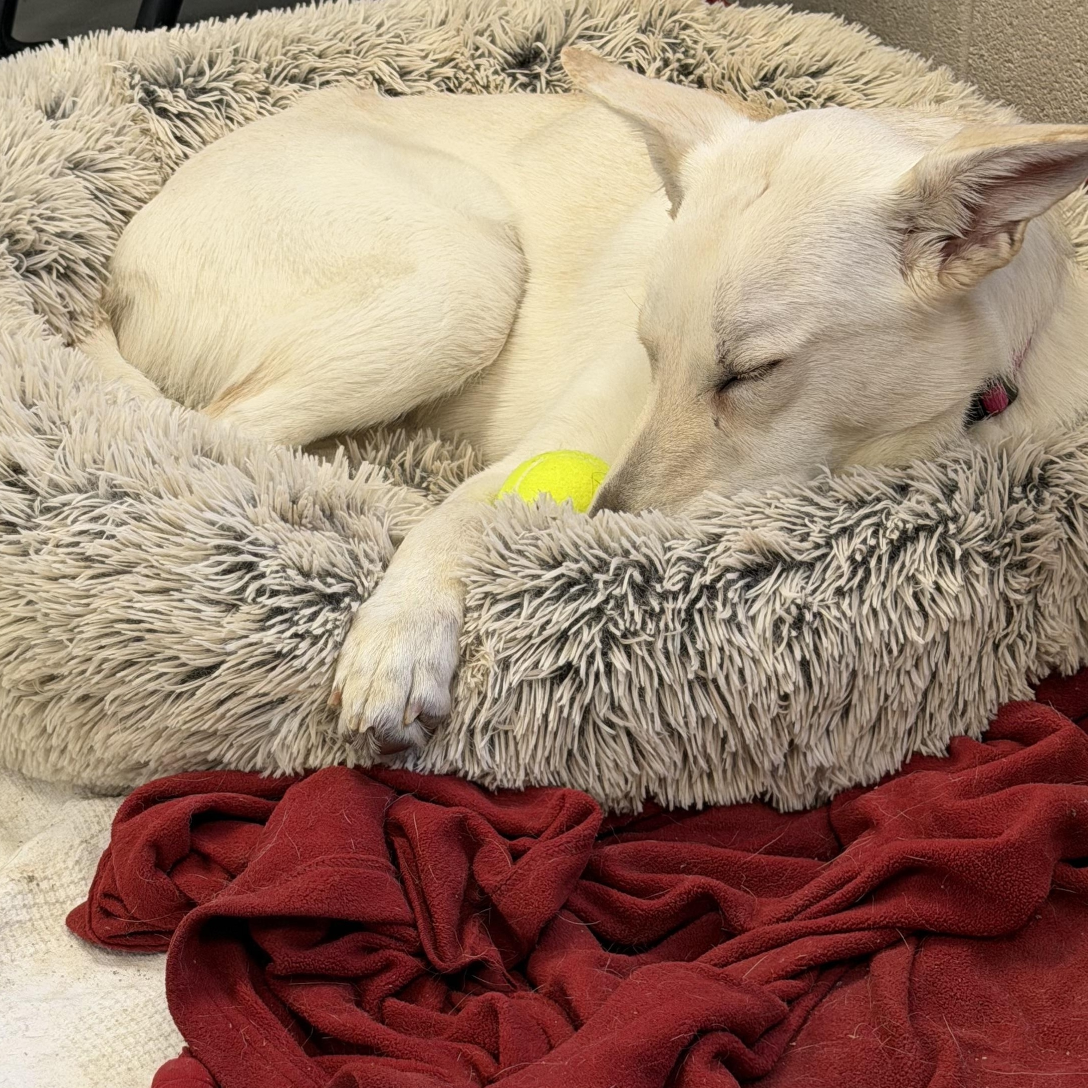 Enlarge Isla , an adopted White German Shepherd in New Britain, CT image 1/4