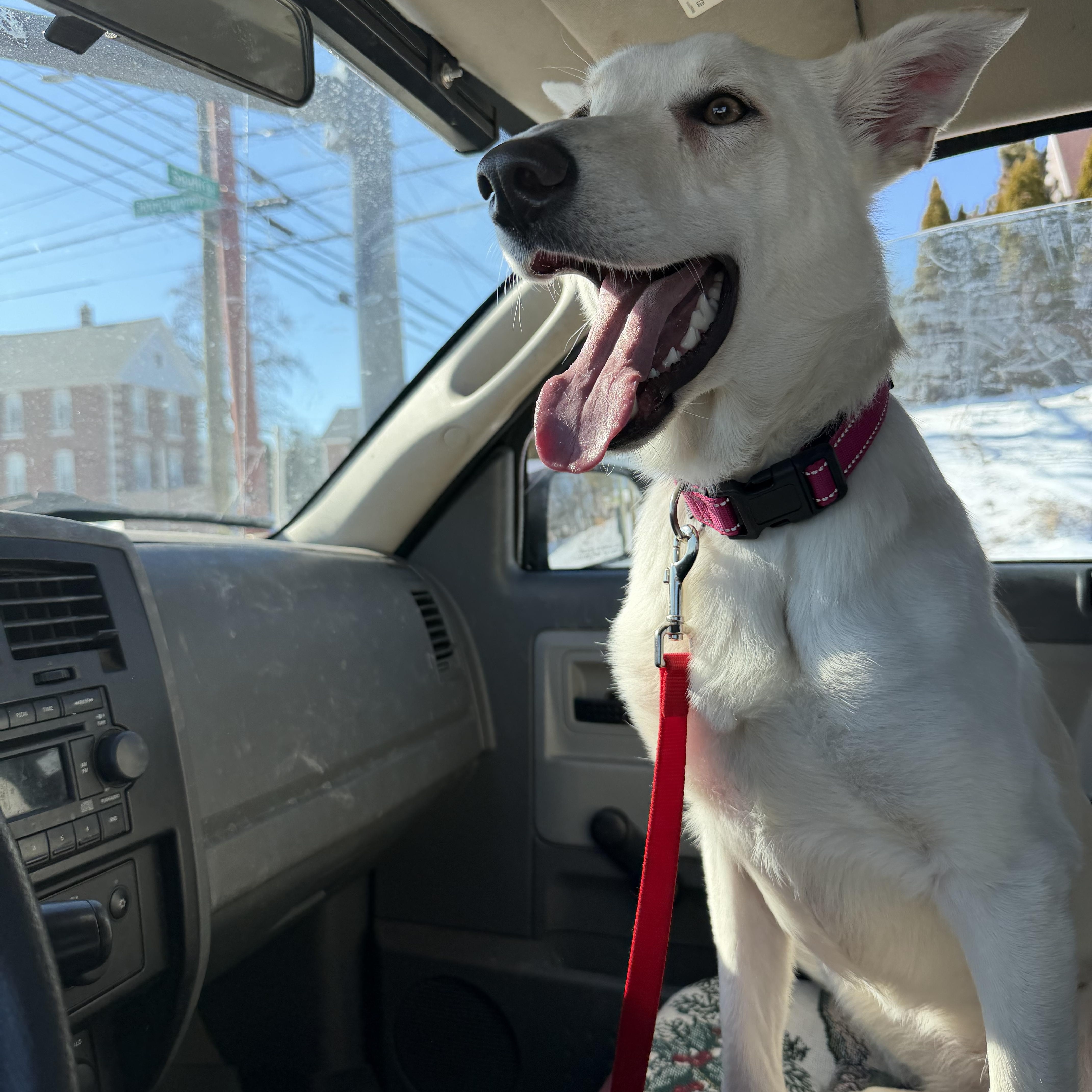 Enlarge Isla , an adopted White German Shepherd in New Britain, CT image 2/4