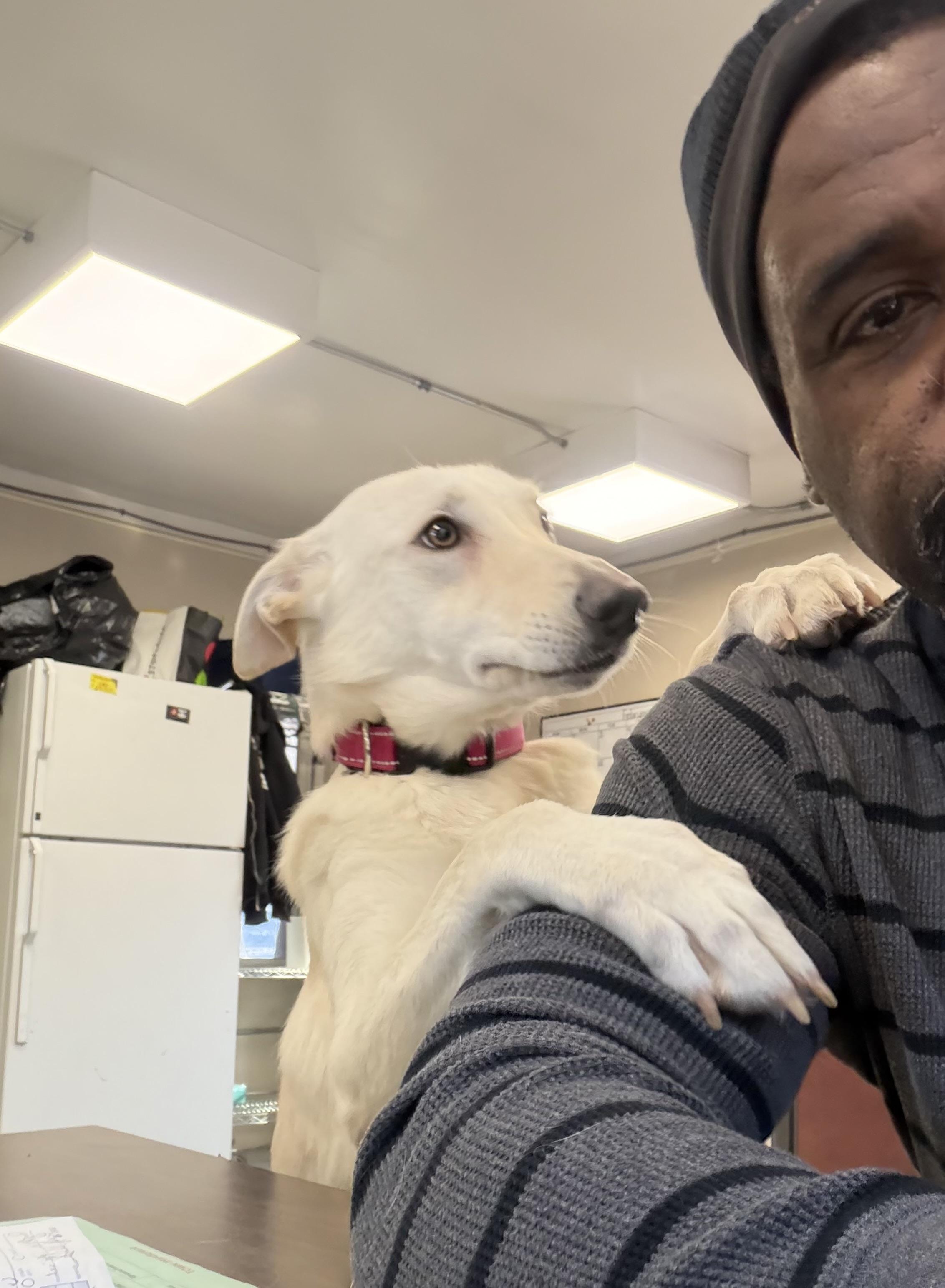 Enlarge Isla , an adopted White German Shepherd in New Britain, CT image 3/4