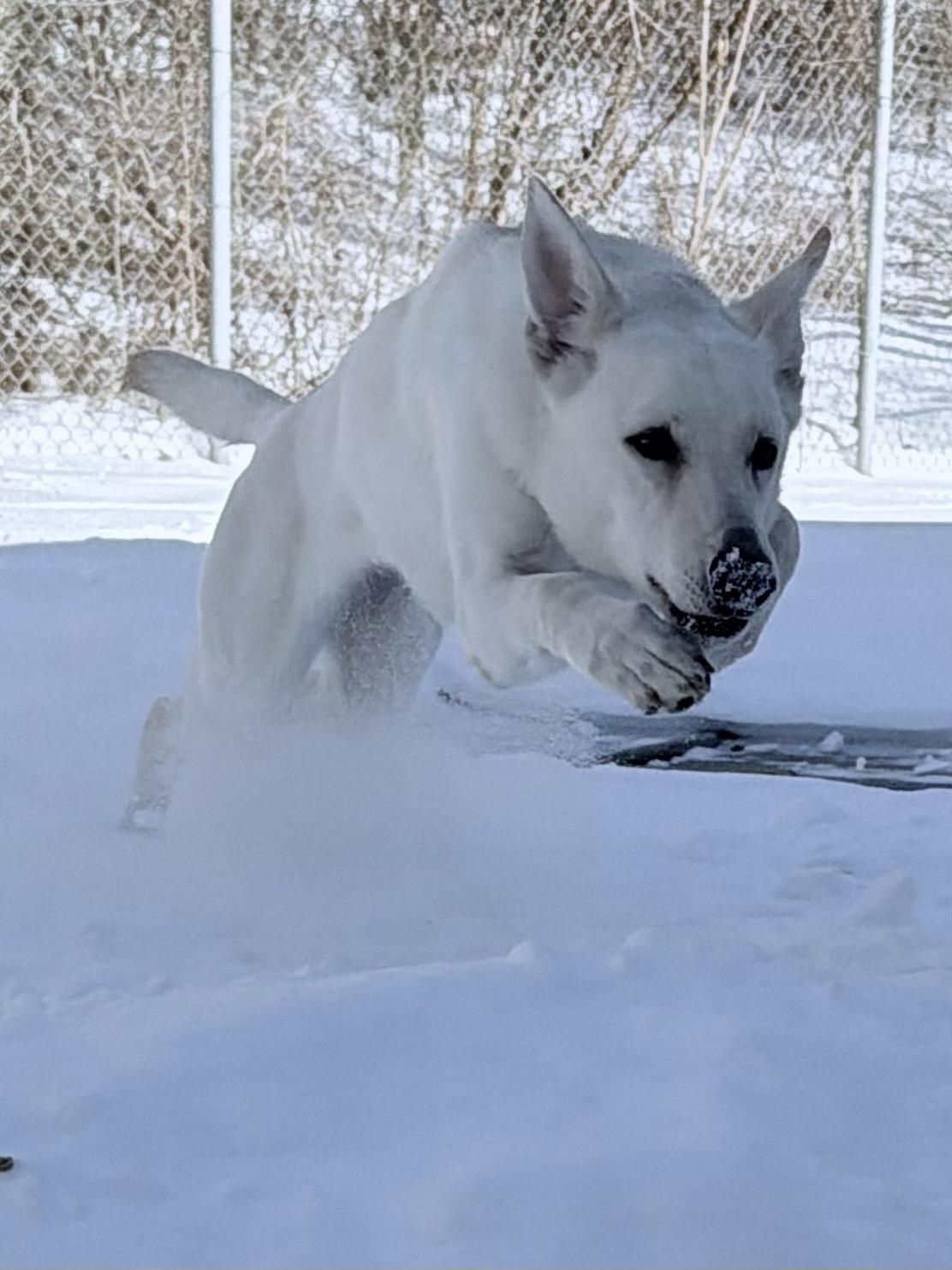 Enlarge Isla , an adopted White German Shepherd in New Britain, CT image 4/4